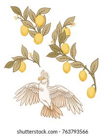 Set with decorative flowers and bird for design. Vector illustratoin