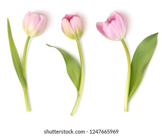 Set of decorative flowers isolated on white background. Vector pink tulip for spring holidays decor