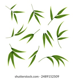 A set of decorative green twigs. Bamboo twigs with leaves isolated on a white background