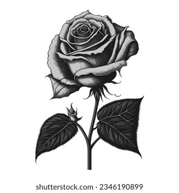 Conjunto de rosas decorativas dibujadas a mano aisladas en blanco. Icono de flor. Ilustración del vector