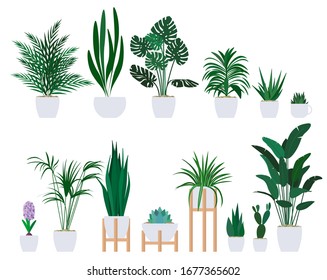 Set of decorative houseplants to decorate the interior of a house or apartment.