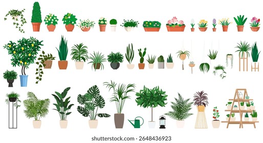 Set of decorative houseplants to decorate the interior of a house, backyard space or apartment.