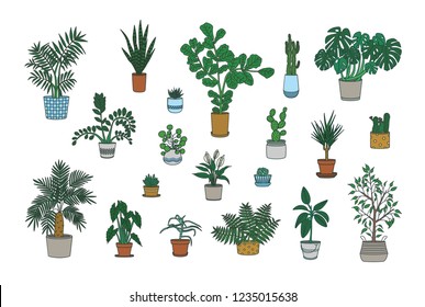 Set of decorative houseplants growing in planters isolated on white background. Bundle of trendy potted plants. Collection of gorgeous natural home decorations. Colorful vector illustration.