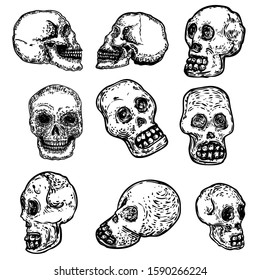 Set of decorative human skulls in different directions, hand drawn illustration. Stylized drawing of decorative witchcraft, voodoo magic attribute. Illustration for Halloween. Vector.