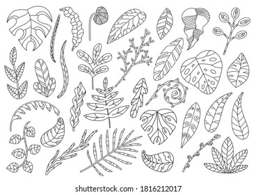 Set of decorative leaves and floral elements. A collection of hand-drawn twigs and leaves. Vector illustration