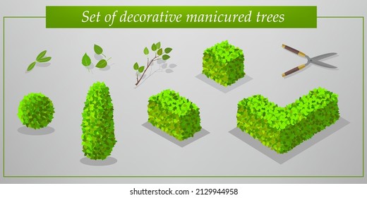 Set of decorative manicured trees. Trimmed ornamental trees and bushes. Vector isometric trees and decorative bushes. Pattern of ornamental trees in isometric view. Vector