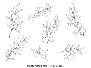 Conjunto de ramas y hojas de olivo decorativas. Esbozo de lápiz de tinta dibujado a mano. Ilustración vectorial en estilo de contorno, aislada en fondo blanco.