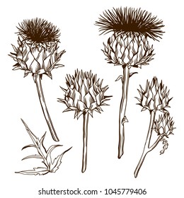 Set of decorative onopordum acanthium. Scottish thistle.