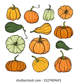 Set of decorative orange and green pumpkins. Hand drawn sketch vector autumn illustration. Thanksgiving Day, halloween Holiday background. Harvest