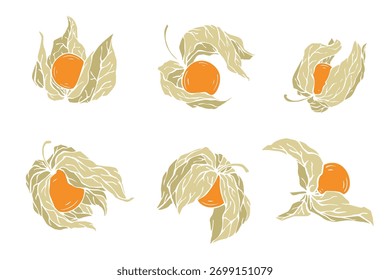 Conjunto de bayas de physalis decorativas. Gráficos de Vector.