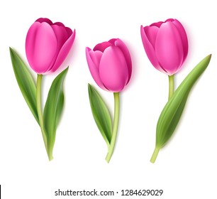 Set of decorative pink tulip isolated on white background. Beautiful vector flowers for spring holidays decor.