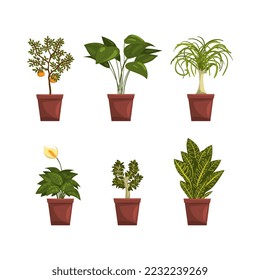 Set of decorative plants in pots. House or office plant interior design vector illustration