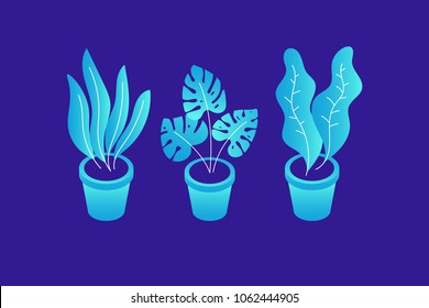 Set of decorative plants in various pots on blue background. Vector illustration.