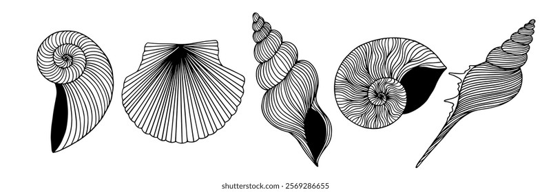 Set of decorative seashell doodles,Vector graphics.