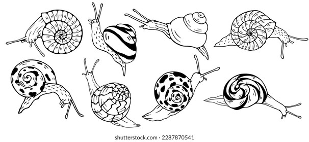A set of decorative sketches, doodles of various snails.Vector graphics.