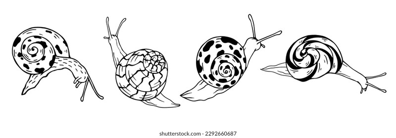 A set of decorative sketches, doodles of various snails.Vector graphics.	