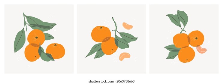 Set of decorative still lifes with tangerines. Hand drawing mandarin slices, twigs and leaves. Ideal for print, posters, postcards, design creation. Vector trendy triptych.