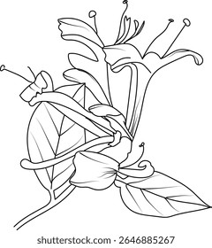 Set of a decorative stylized honeysuckle flower isolated on a white background. Highly detailed vector illustration, doodling, and zentangle style, tattoo design, blossom honeysuckle line drawing
