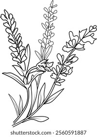 Set of a decorative stylized Lavender flower isolated on a white background. Highly detailed vector illustration, doodling, and zentangle style, tattoo design blossom Lavender line drawing