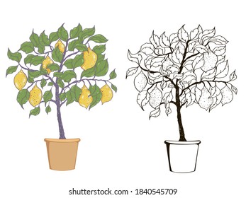 Set of decorative trees in pots on white background. Lemon tree. Houseplant. Vector illustration.