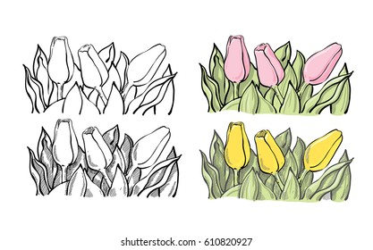 Set of decorative tulip composition in line art, sketchy style and line and color style. Thee tulip flowers with leaves. 