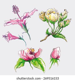 Set of decorative vector flowers