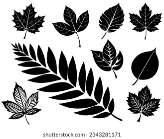 Set of decorative vector leaves for uoyr decor.