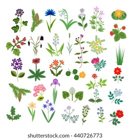 Set of decorative vector plants