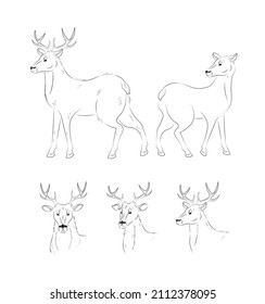 Set of deer. Different views from different sides. Outline. Deer head in different positions. Hand drawn, solid black outline.
