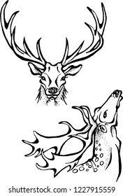 The set of deer heads. Isolated graphic illustrations on a white background. 