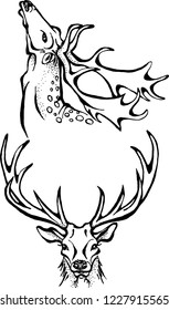 The set of deer heads. Isolated graphic illustrations on a white background. 
