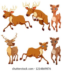 Set of deer and position illustration