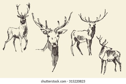 Set of deers, engraving style, vintage illustration, hand drawn, sketch