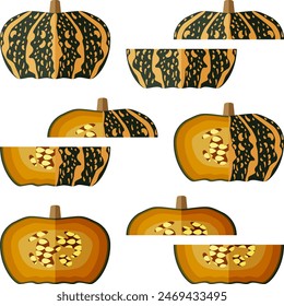 Set of Delica Winter Squash  or pumpkin Courge Delica Moretti. Cucurbita maxima. Fruits and vegetables. Flat style. Isolated vector illustration.