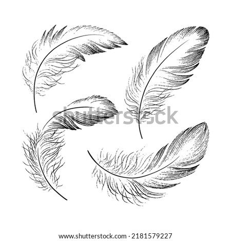 A set of delicate feathers drawn in black ink. Texture brush and paint. Vector illustration