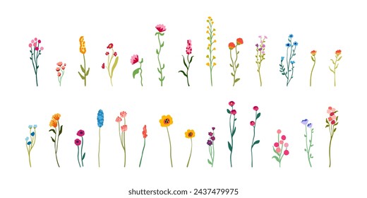 Set delicate flowers and stems. Collection of beautiful wild herbs and herbaceous flowering plants. Blooming flowers, shrubs and subshrubs isolated on white background. Hand drawn detailed botanical