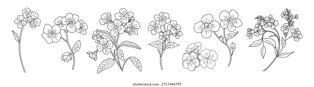 Conjunto de delicado Esqueça-me não flores, Myosotis em um estilo de desenho botânico minimalista limpo. Ilustrações de vetor de arte de linha preta isoladas no plano de fundo branco 
