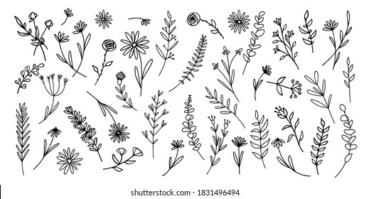 Sorgfältige Vegetation, Wildblumen, Gänseblümchen, rustikale Kräuter, Waldfarn, Eukalyptus, Blattwerk, Blätter, Stiele und Pflanzen im Strichstil. Großer Satz von eleganten, handgezeichneten Blumen. Botanische Konstruktionselemente