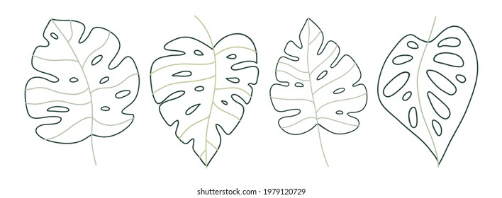 Set of delicate monstera leaves in line art style. Elegant hand drawn tropical leaf. Botanical design