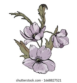 Set of delicate spring flowers. Plant details isolated on white background. Vector graphics.