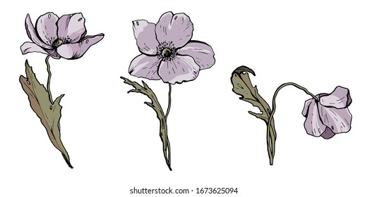 Set of delicate spring flowers. Plant details isolated on white background. Vector graphics.