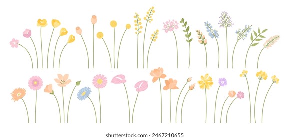 Conjunto de delicadas flores silvestres de verano. Hierbas del prado y plantas silvestres. Ilustración vectorial. Flores individuales para composiciones en proyectos de diseño