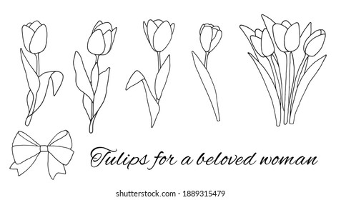 Set of delicate tulips in doodle style for cards, posters, gifts for beloved women. Holiday banner, web poster, flyer, stylish brochure, greeting card, cover
