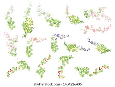 Set of delicate twigs: white, pink, blue flowers, buds, red berries, branches, stems, leaves on white background. Asparagus aethiopicus, vector botanical illustration for design, brushes ramule
