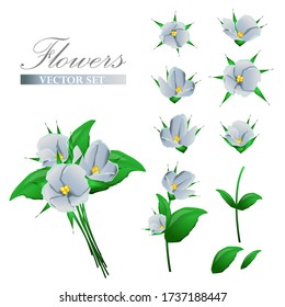 set of delicate white flowers violets. Stem, leaflets and bud individually