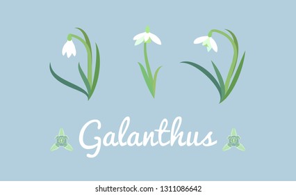 Set of delicate white wildflower. Snowdrop or common snowdrop (Galanthus nivalis) flowers. vector illustration 