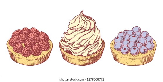 Set of delicious hand drawn creamy biscuit and tarts with berries. Engraving style pen pencil painting vintage vector lineart colored illustration on white background. Collection of sweet desserts.