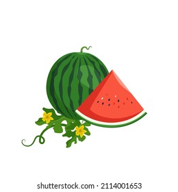Set of delicious juicy red green striped watermelon, whole fruit and pieces with seeds, leaves and flowers. Summer sweetness, juicy food. Vector flat illustration