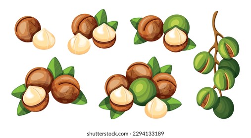 Juego de deliciosas nueces de macadamia al estilo de las caricaturas. Ilustración vectorial de coloridas y sabrosas nueces peladas y enteras, grandes y pequeñas macadamias con hojas aisladas en fondo blanco. Aperitivos saludables.