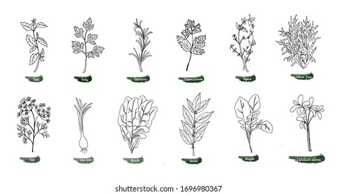 A set of delicious spicy herbs for food. Vector illustration is drawn by hand. Doodle style.